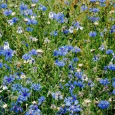 CCF_000372_kornblumen_NeuJabel_Heidhof2011_Cover002