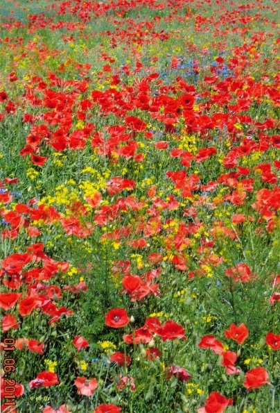 CCF_000373_JuniLübow_Greese2011_Cover003