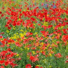 CCF_000373_JuniLübow_Greese2011_Cover003