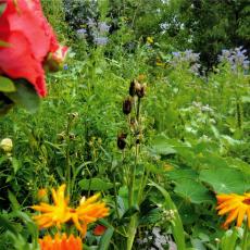 CCF_000376_Sommer_Lübow2011_Cover004