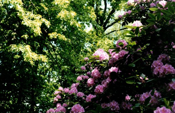 CCF_000455_Hasenwinkel2001_04