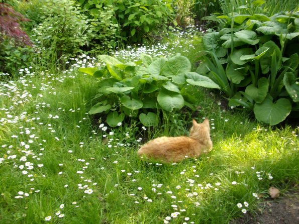 Digital Camera P42001