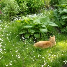 Digital Camera P42001