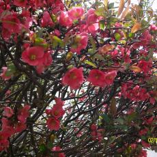 Digital Camera P42001