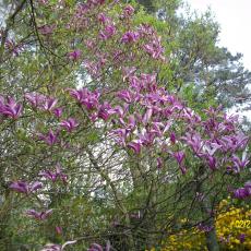 Digital Camera P42001