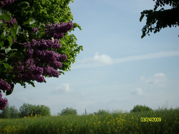 Digital Camera P42001