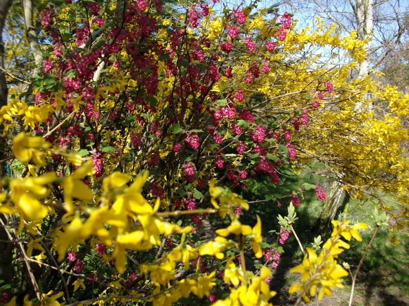 Digital Camera P42001