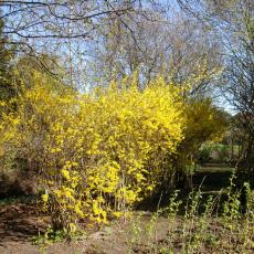 Digital Camera P42001