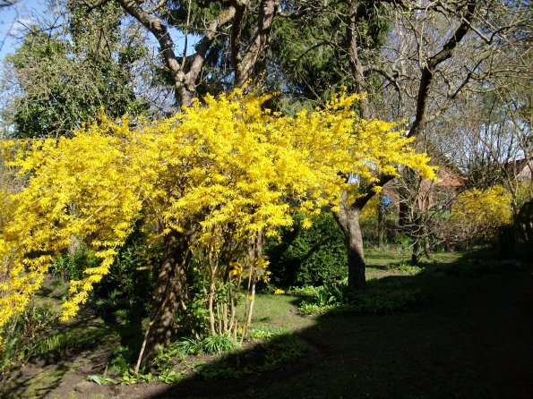 Digital Camera P42001