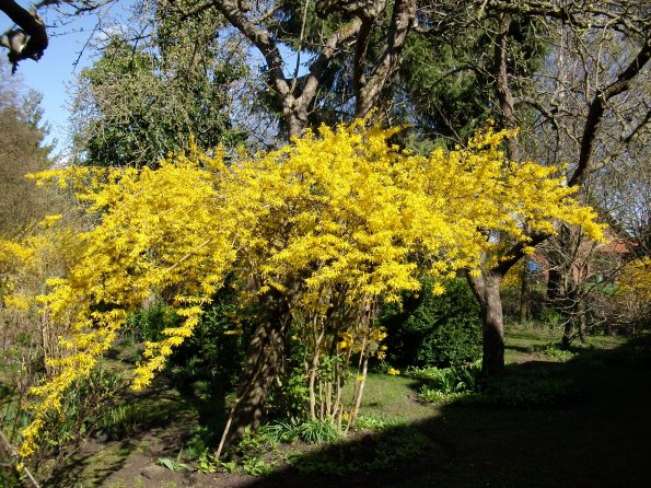 Digital Camera P42001