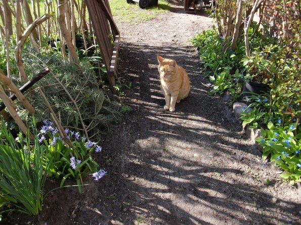 Digital Camera P42001