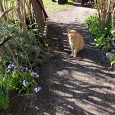 Digital Camera P42001