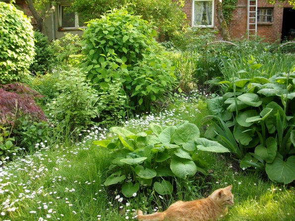 Digital Camera P42001