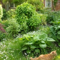 Digital Camera P42001