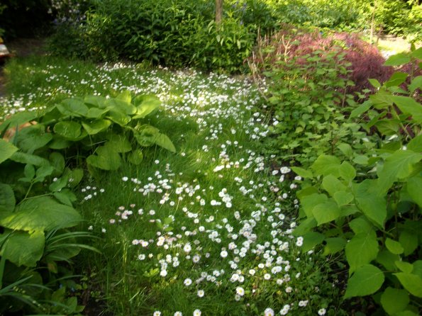 Digital Camera P42001