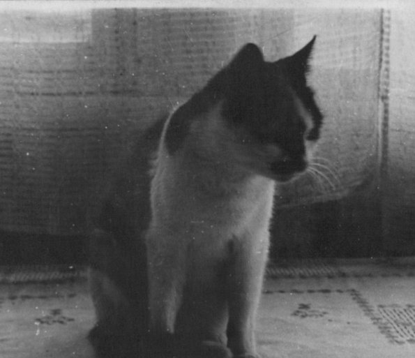 Neu_1_CCF_000305_KaterMoritz02_Lübow1960_01