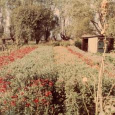 CCF_000653Lübow_1976