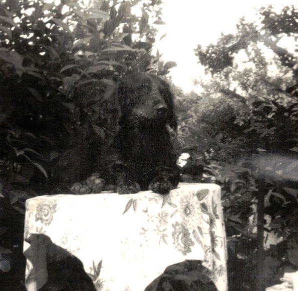 CCF_000474_Lümmel1978_02