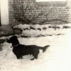 CCF_000120_Luemmel1982