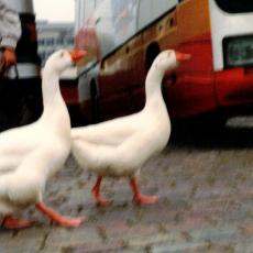 CCF_000556_Watdatwat_darwatwat_holland1988_01