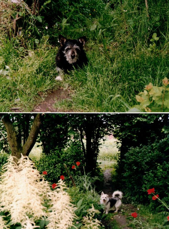 CCF_000098_hummel_Biene1992