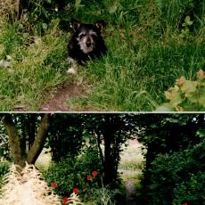 CCF_000098_hummel_Biene1992