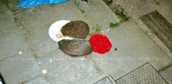 CCF_000584_2002_igel2001