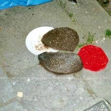 CCF_000584_2002_igel2001