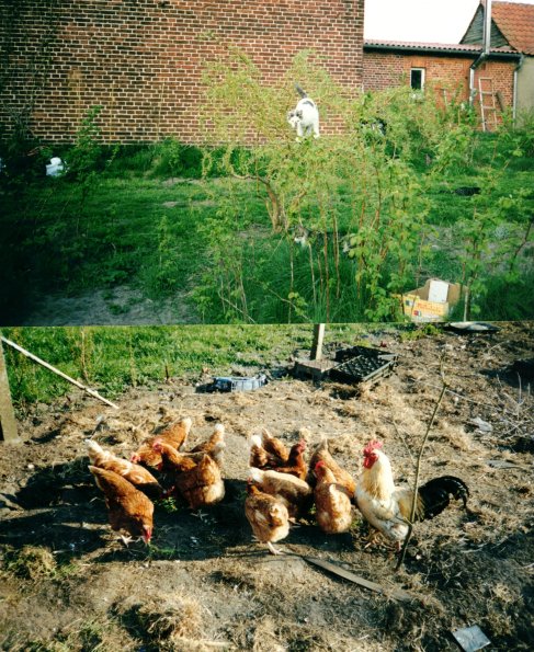 CCF_000369_GrussausHeidhof2003