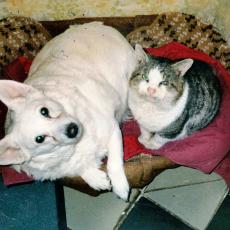 CCF_000614_Lübow_2003