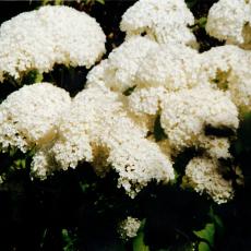 CCF_000010_garten_2004