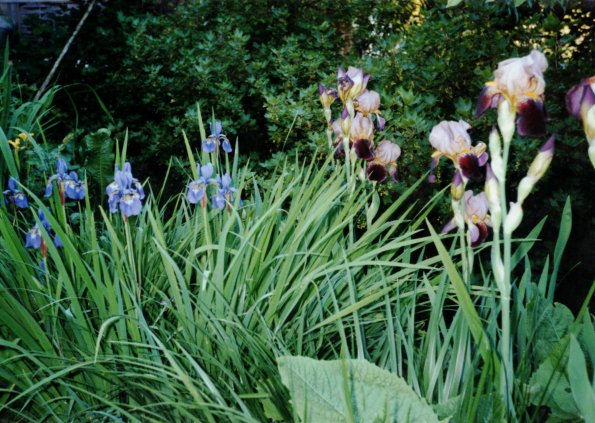 CCF_000364 Omas Garten 2006