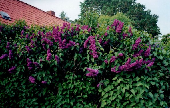 CCF_000385_Mai_Lübow_2006_Cover007