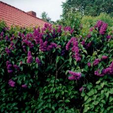 CCF_000385_Mai_Lübow_2006_Cover007