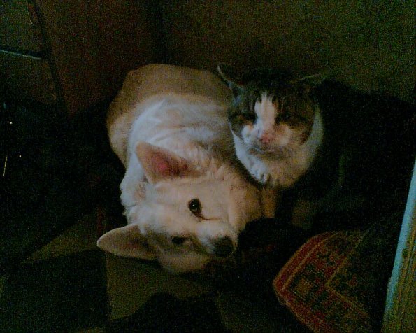 Hund und Katze 2006 