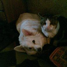 Hund und Katze 2006 