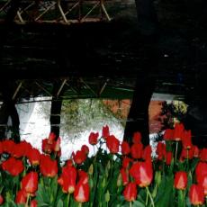 CCF_000238_SZWietow_tulpen2008