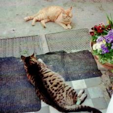 CCF_000122_mausiundjimmi2010