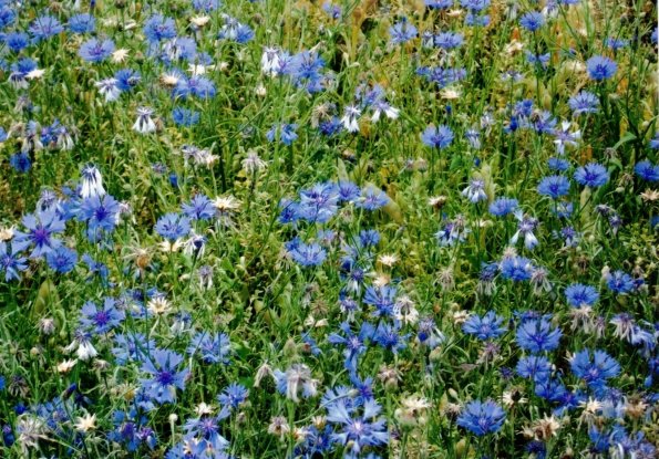 CCF_000372_kornblumen_NeuJabel_Heidhof2011_Cover002