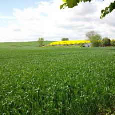 Digital Camera P42001