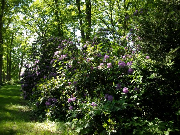 Digital Camera P42001