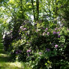 Digital Camera P42001