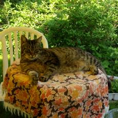 Digital Camera P42001