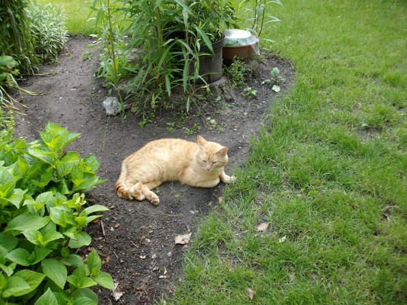 Digital Camera P42001