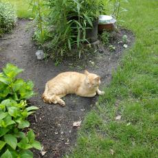 Digital Camera P42001