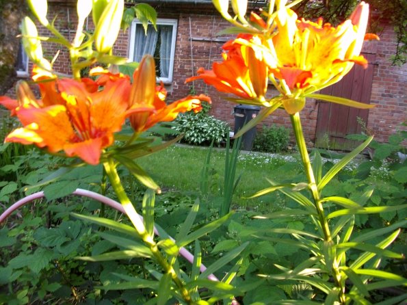 Digital Camera P42001