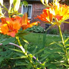 Digital Camera P42001