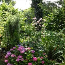 Digital Camera P42001