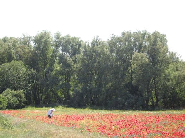 Digital Camera P42001