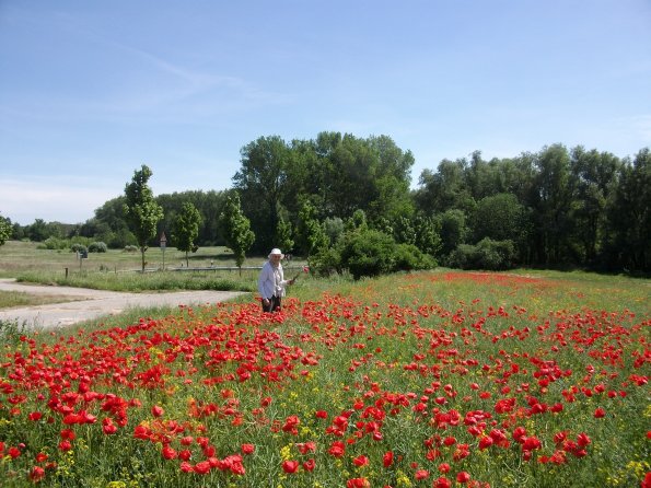 Digital Camera P42001